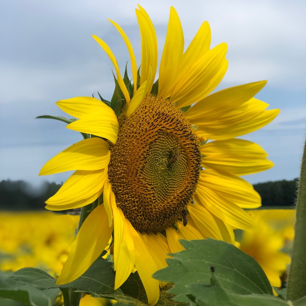 Meet your Posher, Lauryn